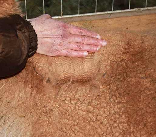 faser februar 2010 alpaka.jpg